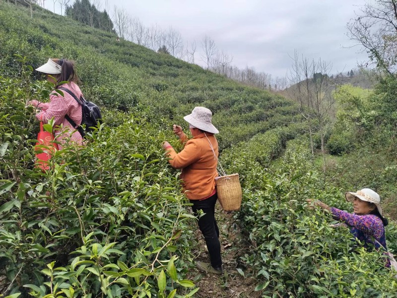 陜煤建設(shè)定點(diǎn)幫扶村：春茶采摘忙，茶香促振興
